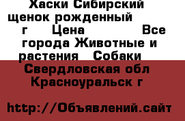 Хаски Сибирский (щенок рожденный 20.03.2017г.) › Цена ­ 25 000 - Все города Животные и растения » Собаки   . Свердловская обл.,Красноуральск г.
